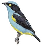 Black-faced Dacnis Illustration