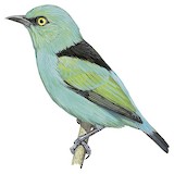 Viridian Dacnis Illustration