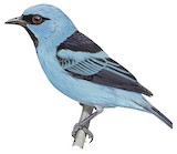 Black-legged Dacnis Illustration