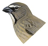 Cinnamon-bellied Saltator Illustration