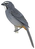 Bluish-grey Saltator Illustration