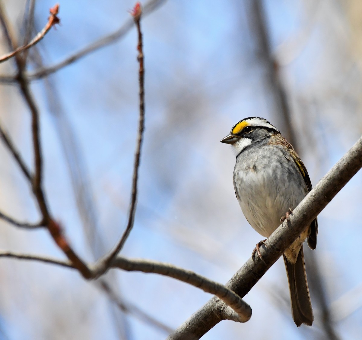 White-throated Sparrow - ML153239031