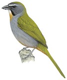 Buff-throated Saltator Illustration