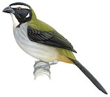 Black-winged Saltator Illustration