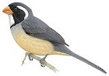 Golden-billed Saltator Illustration