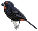 Greater Antillean Bullfinch Illustration