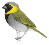 Cuban Grassquit Illustration