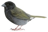 Black-faced Grassquit Illustration