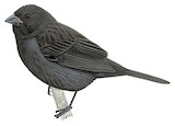 Sooty Grassquit Illustration