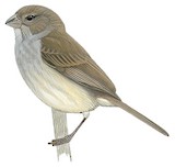 Dull-colored Grassquit Illustration