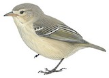 Grey Warbler-Finch Illustration