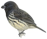 Large Tree Finch Illustration