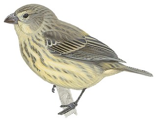 Camarhynchus parvulus salvini