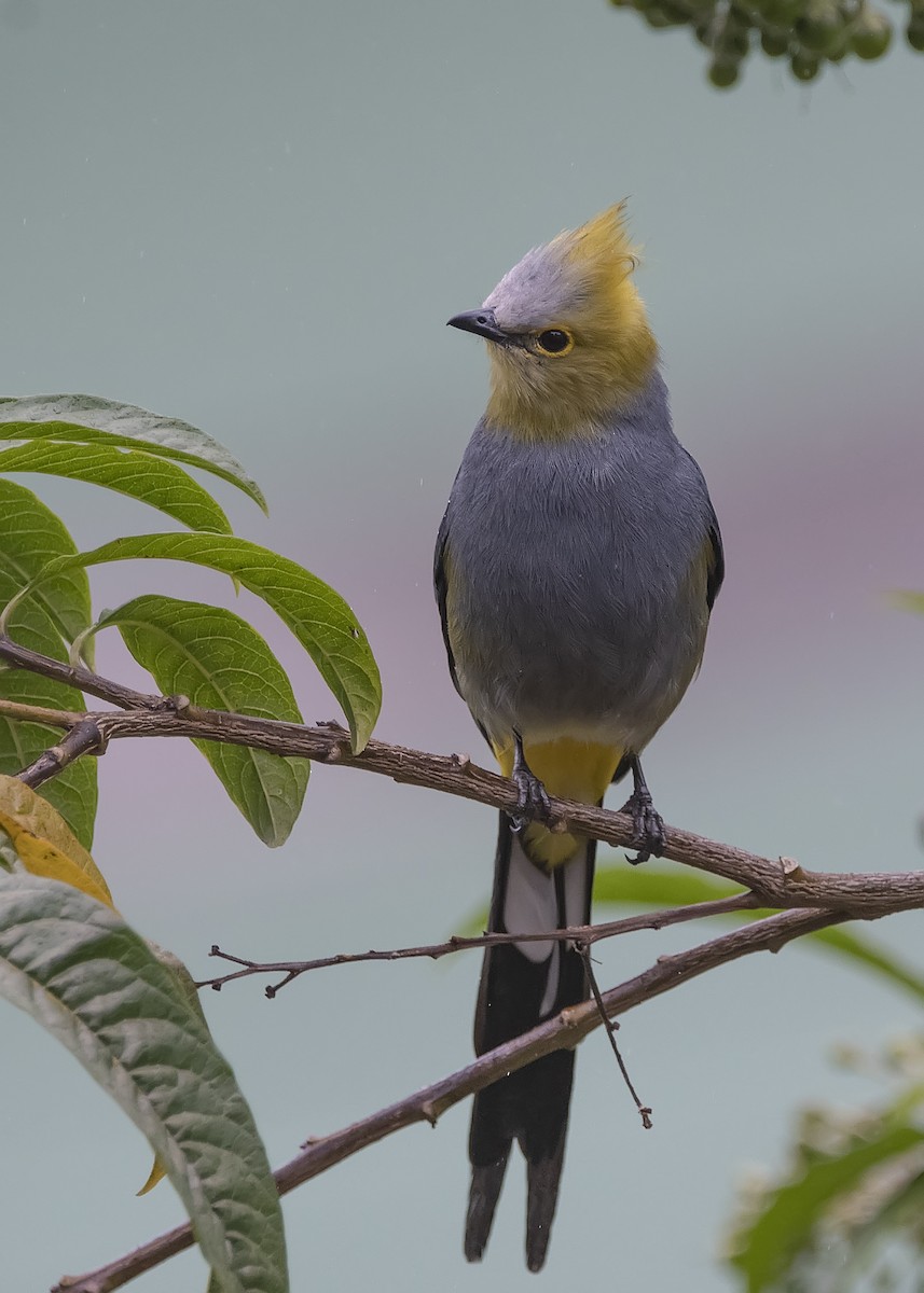 Long-tailed Silky-flycatcher - Leandro Arias