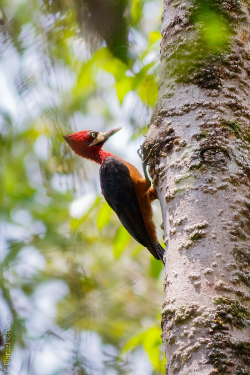 Red-necked Woodpecker - Daniel Orozco Montoya