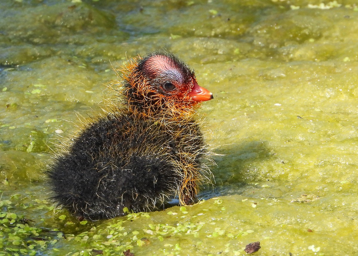 American Coot - Jeanette Stone