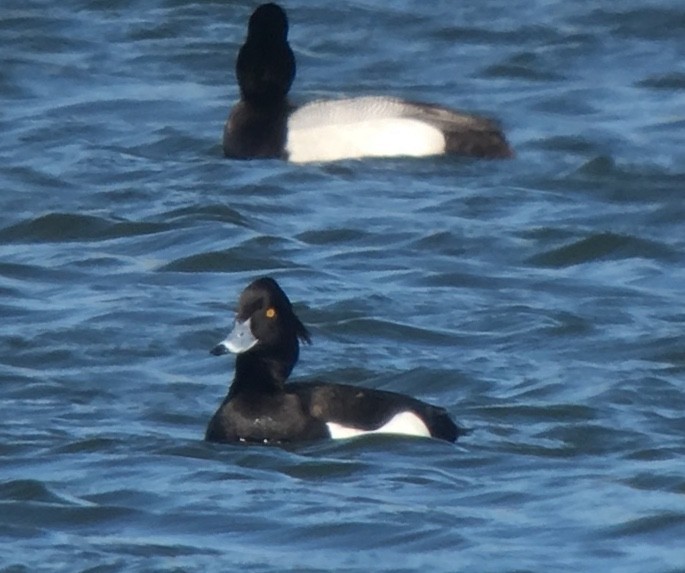 Tufted Duck - ML153243471