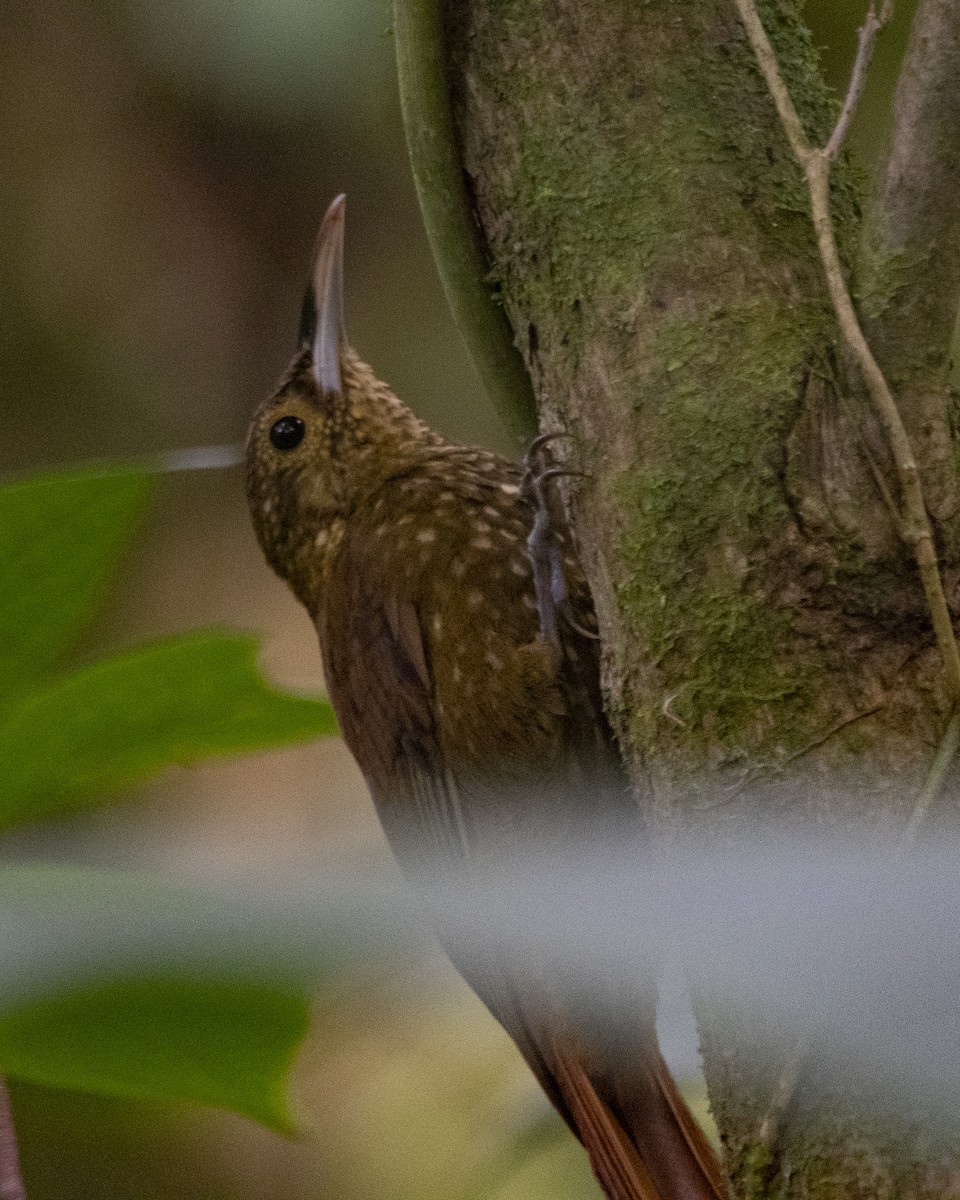 Spotted Woodcreeper - ML153244451