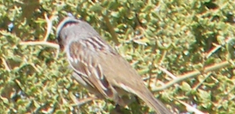 White-crowned Sparrow - ML153246171
