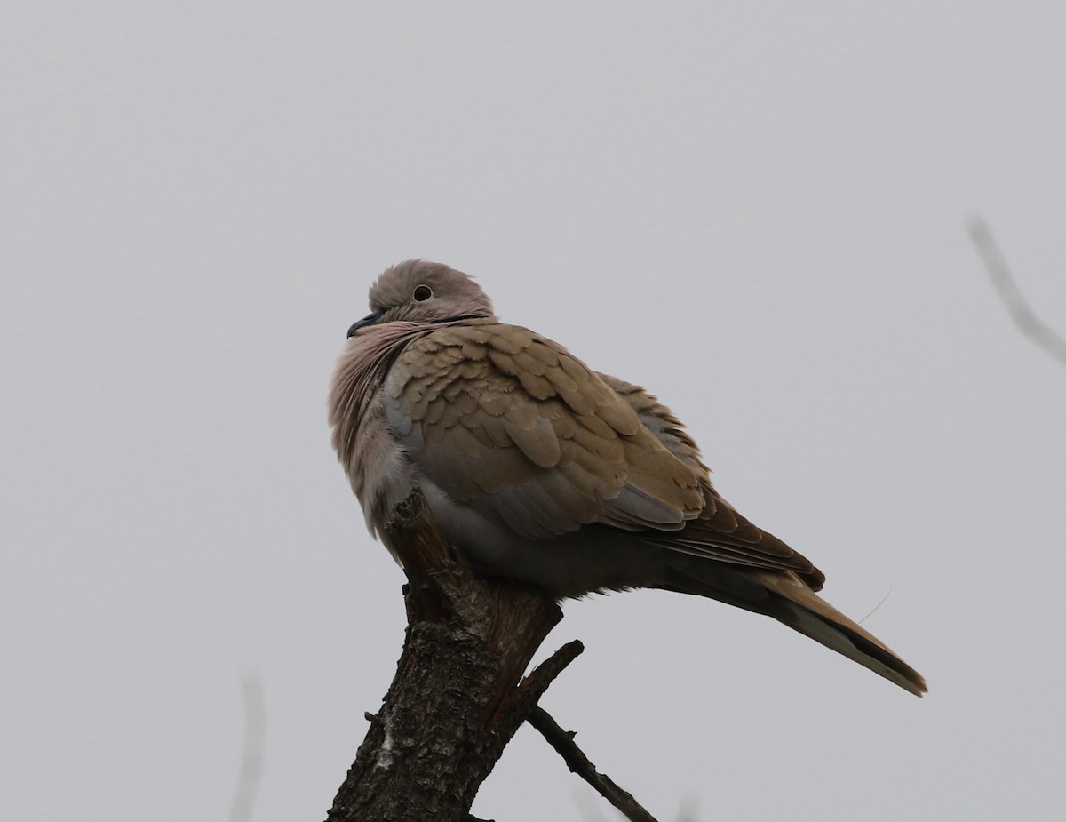 Eurasian Collared-Dove - Tom Benson
