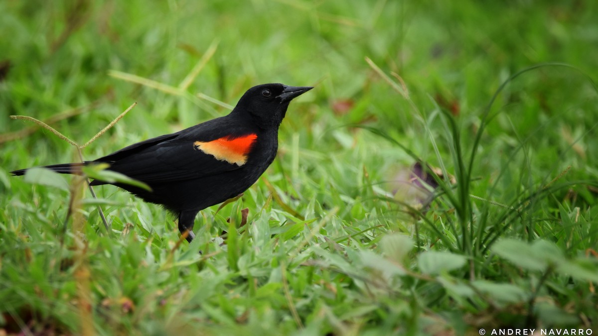 Red-winged Blackbird - Andrey Navarro Brenes