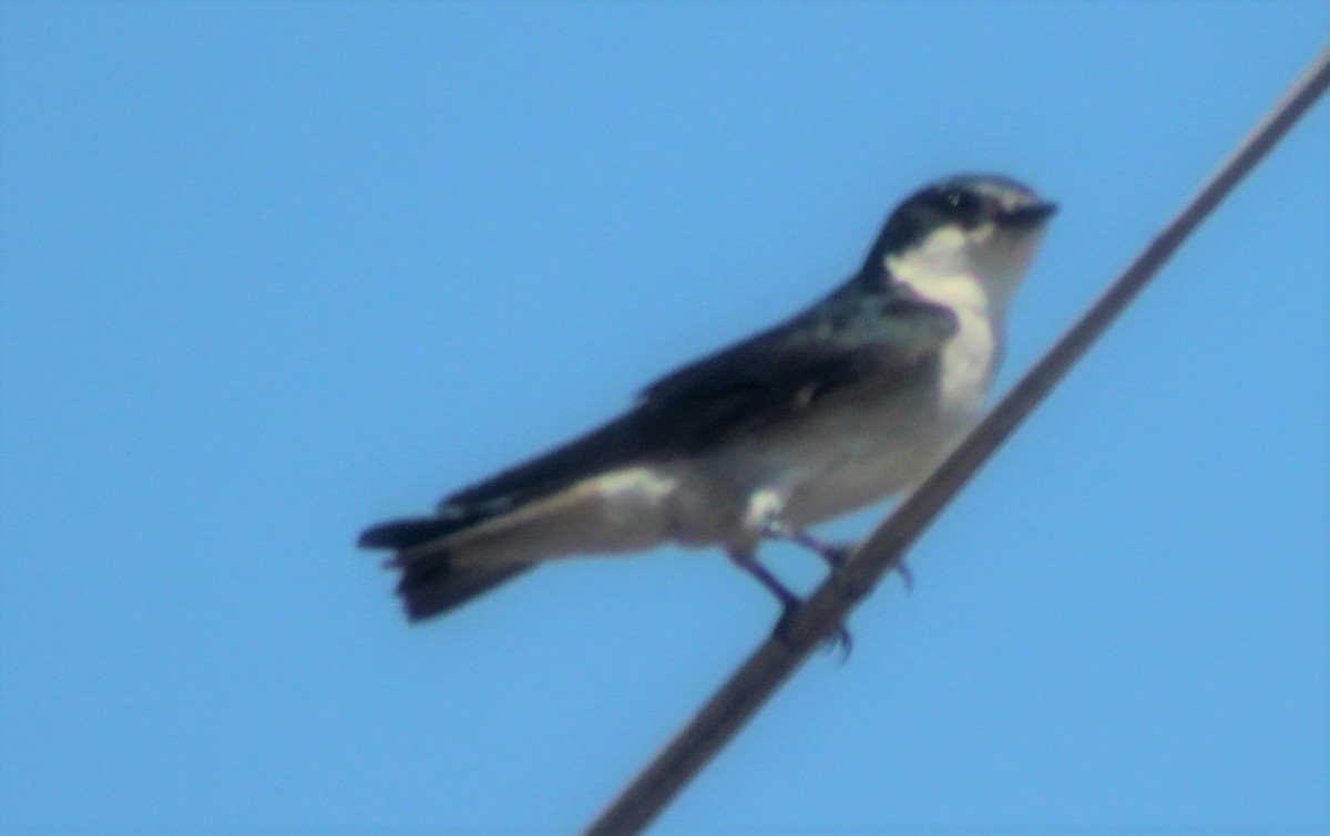Mangrove Swallow - Nestor Herrera