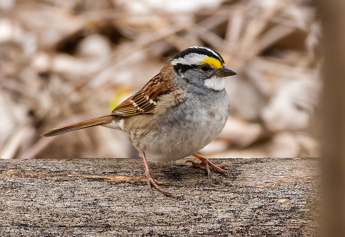 White-throated Sparrow - ML153249281