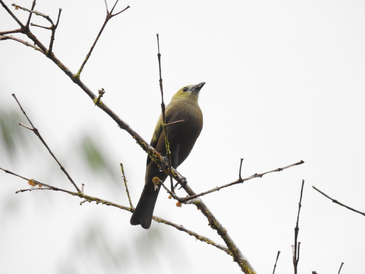 Palm Tanager - ML153249381