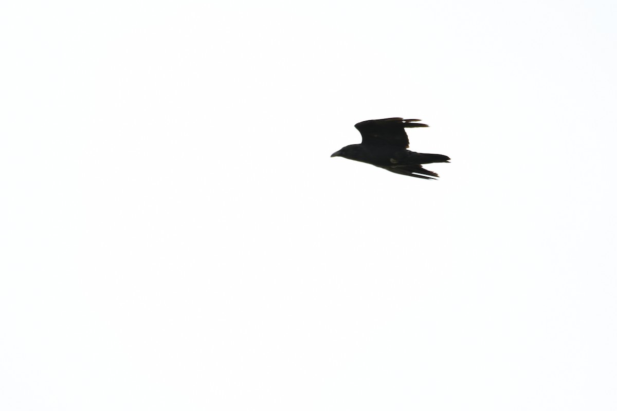Common Raven - Ian Hearn
