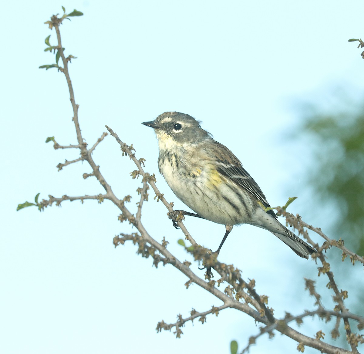Yellow-rumped Warbler (Myrtle) - Alan Schmierer
