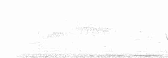 Beyaz Gerdanlı Tovi - ML153250421