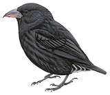 Vampire Ground Finch Illustration