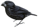 Large Ground Finch Illustration