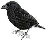 Espanola Cactus Finch Illustration