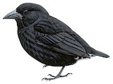 Common Cactus Finch Illustration