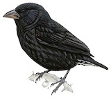 Genovesa Cactus Finch Illustration