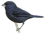 Blue-black Grassquit Illustration