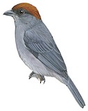 Slaty Tanager Illustration