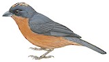 Rufous-crested Tanager Illustration