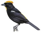 Flame-crested Tanager Illustration