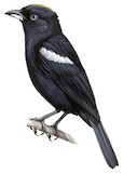 White-shouldered Tanager Illustration