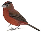 Red Pileated Finch Illustration