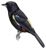 Fulvous-crested Tanager Illustration