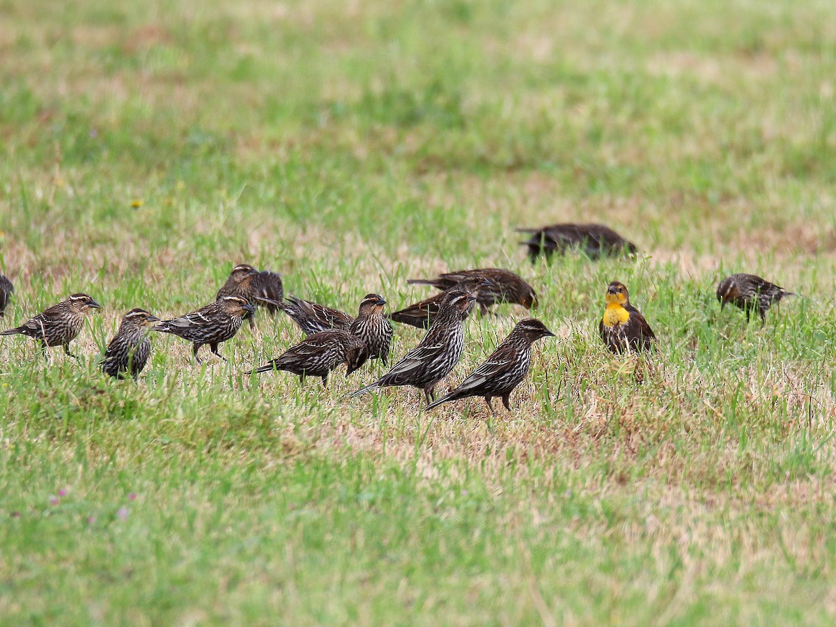 Yellow-headed Blackbird - Todd Humphrey