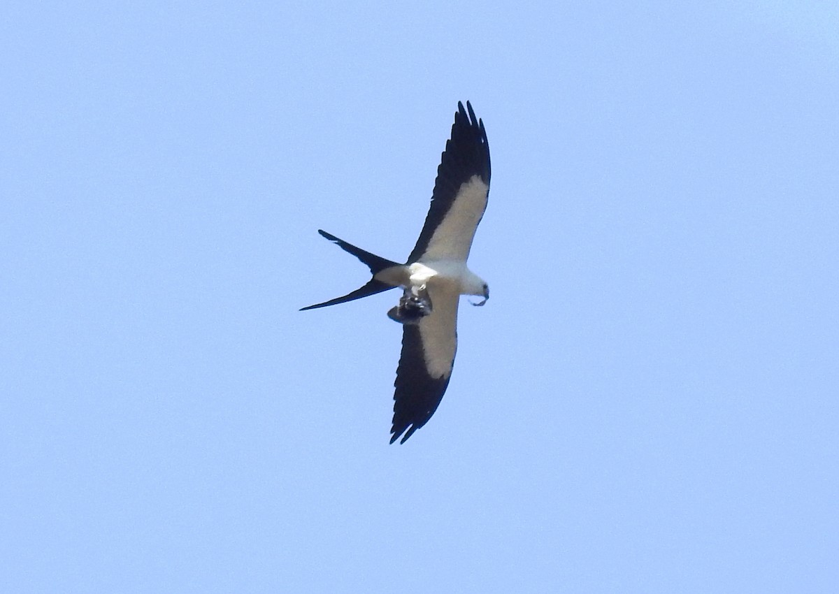 Swallow-tailed Kite - Francisco Dubón