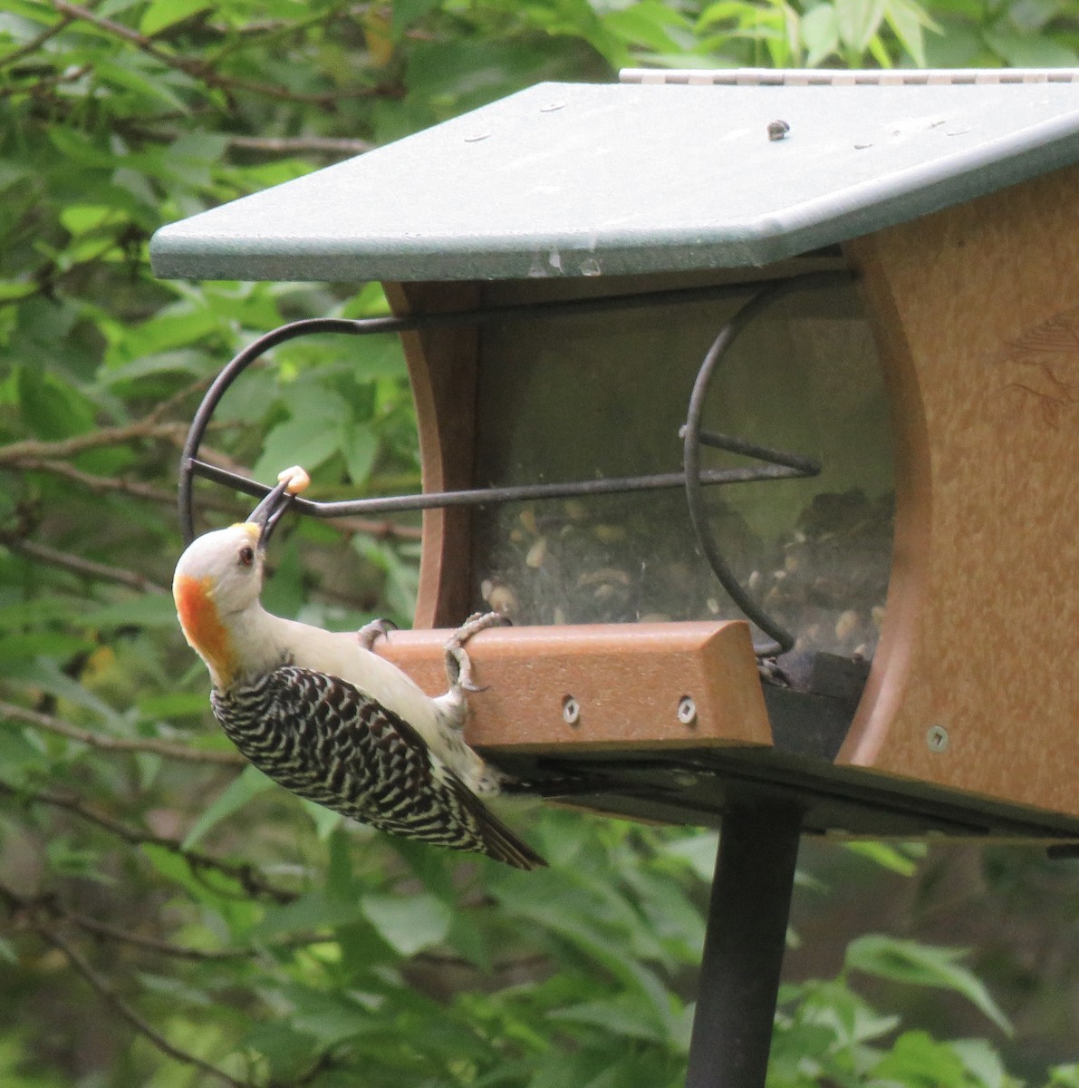 Red-bellied Woodpecker - Sherry Mason