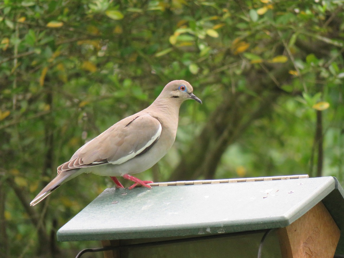White-winged Dove - Sherry Mason