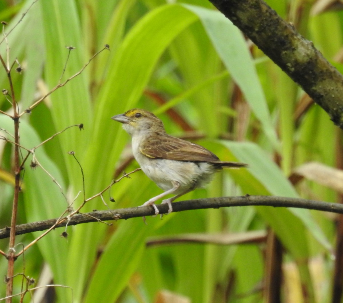 Yellow-browed Sparrow - John Licharson