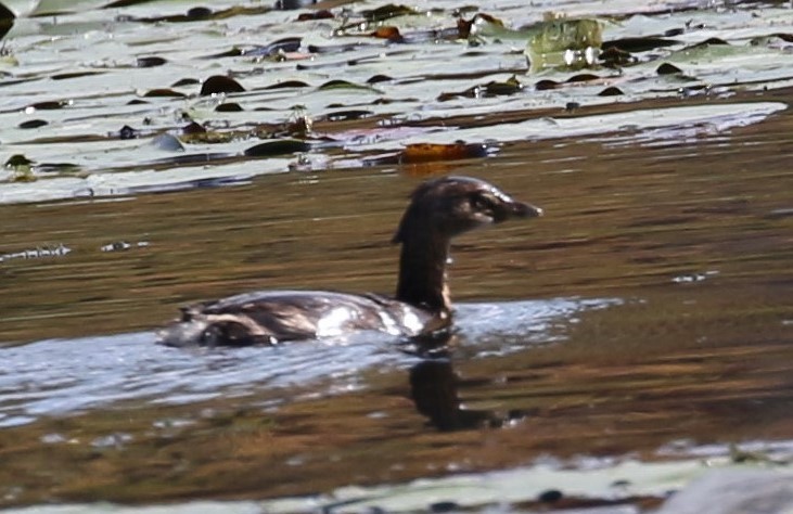 Pied-billed Grebe - Theresa Gessing