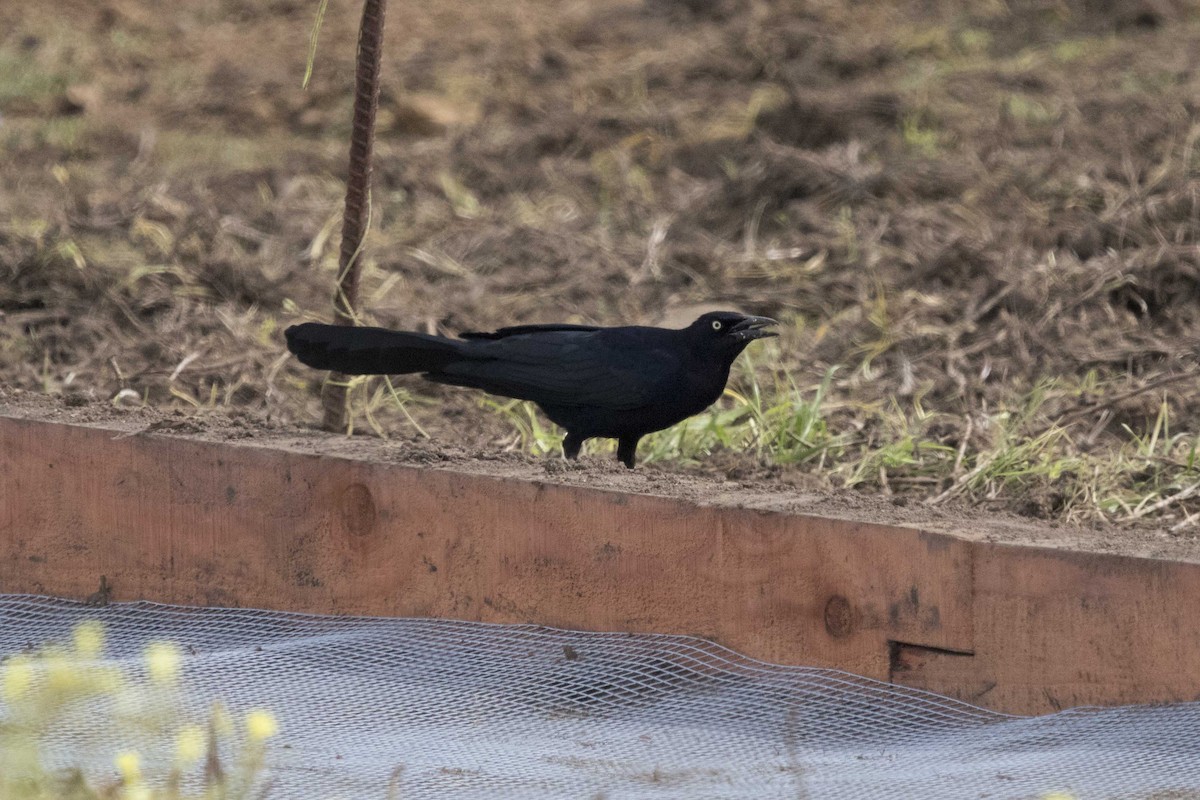 Great-tailed Grackle - Seth Ontiveros